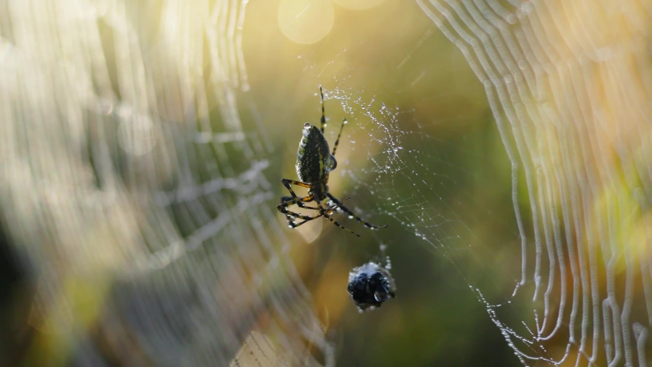 Hjulspinnedderkopp som henger i et gyllent solbelyst nett med innpakket bytte, delikate silketråder og myk bokeh i en varm utendørs makronaturscene.