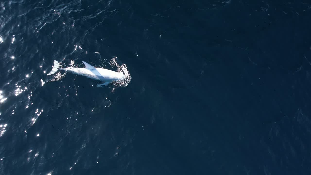 4k footage of a Rare Leucistic Risso's Dolphin named &amp;quot;Blanco&amp;quot; was located near Catalina Island off Southern California during a whale watch trip