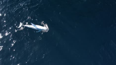 Imágenes-De-4k-De-Un-Raro-Delfín-Leucístico-Risso-Llamado-&quot;blanco&quot;-Se-Ubicaron-Cerca-De-La-Isla-Catalina-En-El-Sur-De-California-Durante-Un-Viaje-De-Avistamiento-De-Ballenas