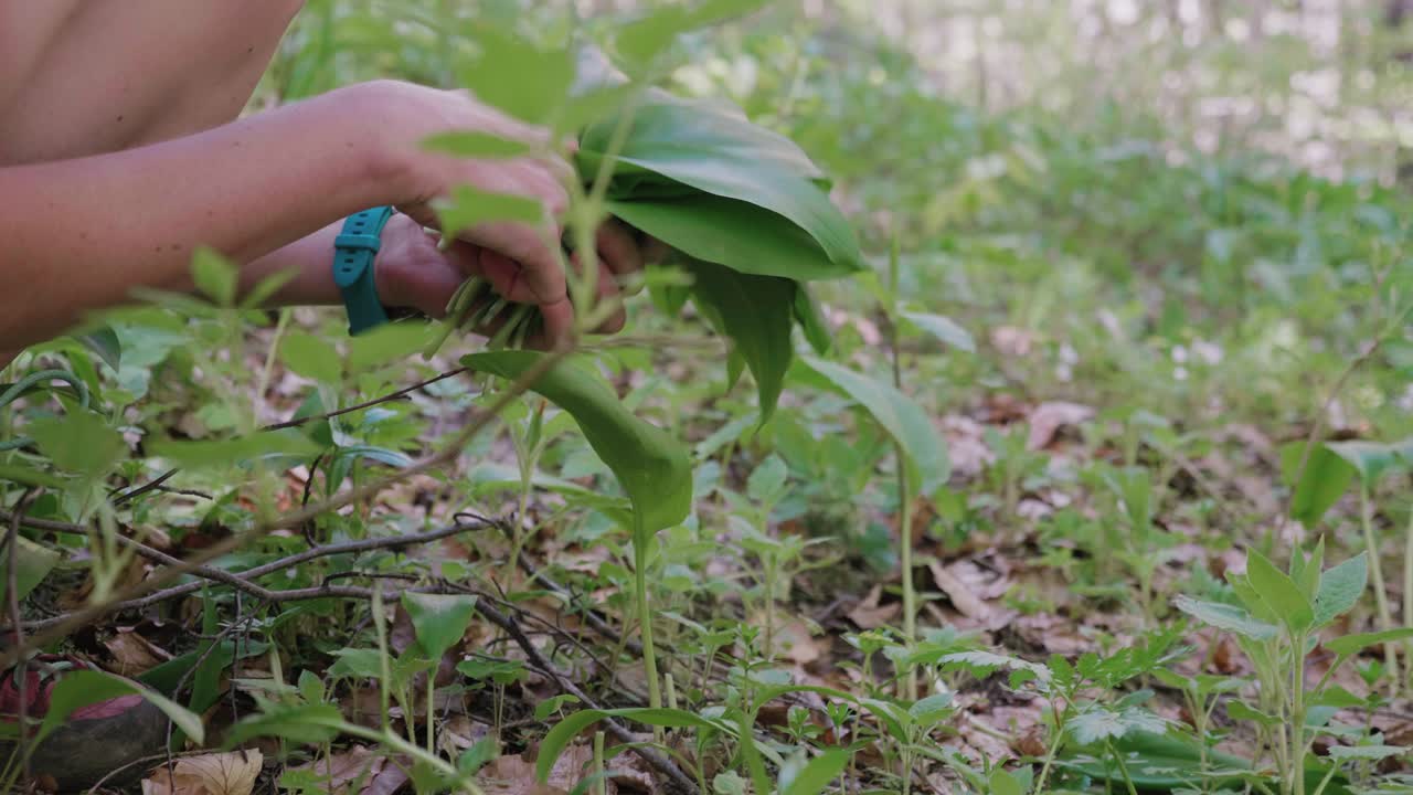 mujer recogiendo hojas de osos salvajes sanos planta de ajo - allium ursinum
