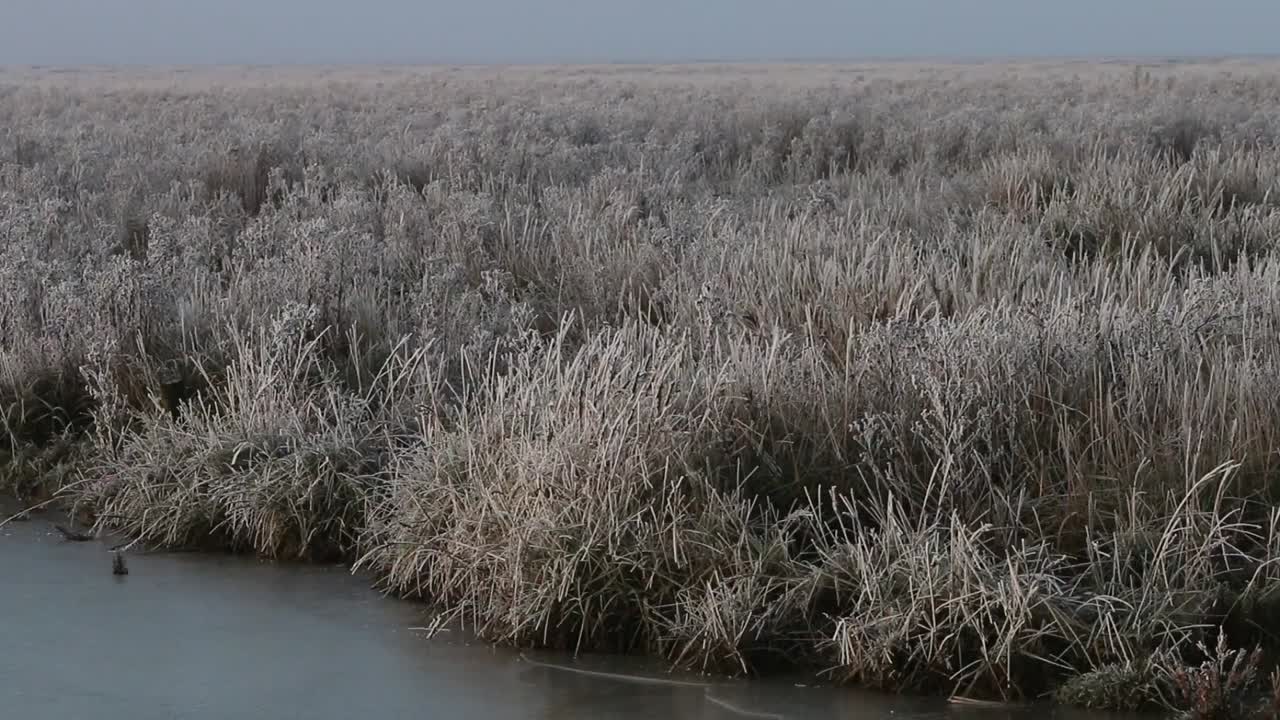 겨울의 습지. 와덴해. 네덜란드