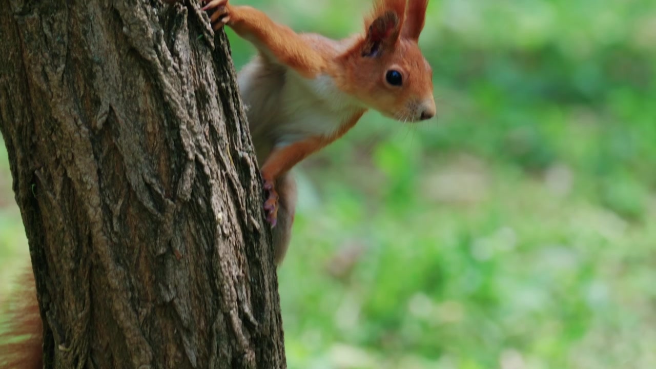 Primo piano dinamico di uno scoiattolo che si arrampica su un tronco d'albero con sfocatura di movimento.