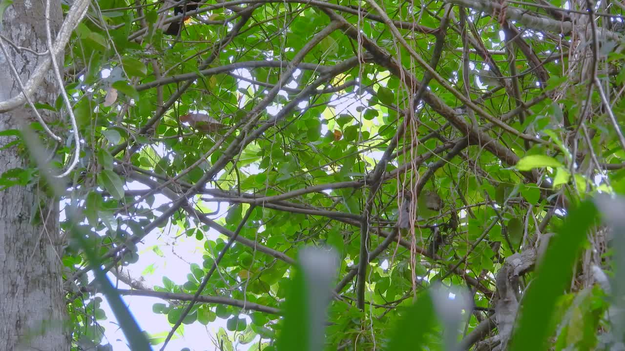 Keel-billed Toucan Perching On Tree Branch In The Forest. low angle shot