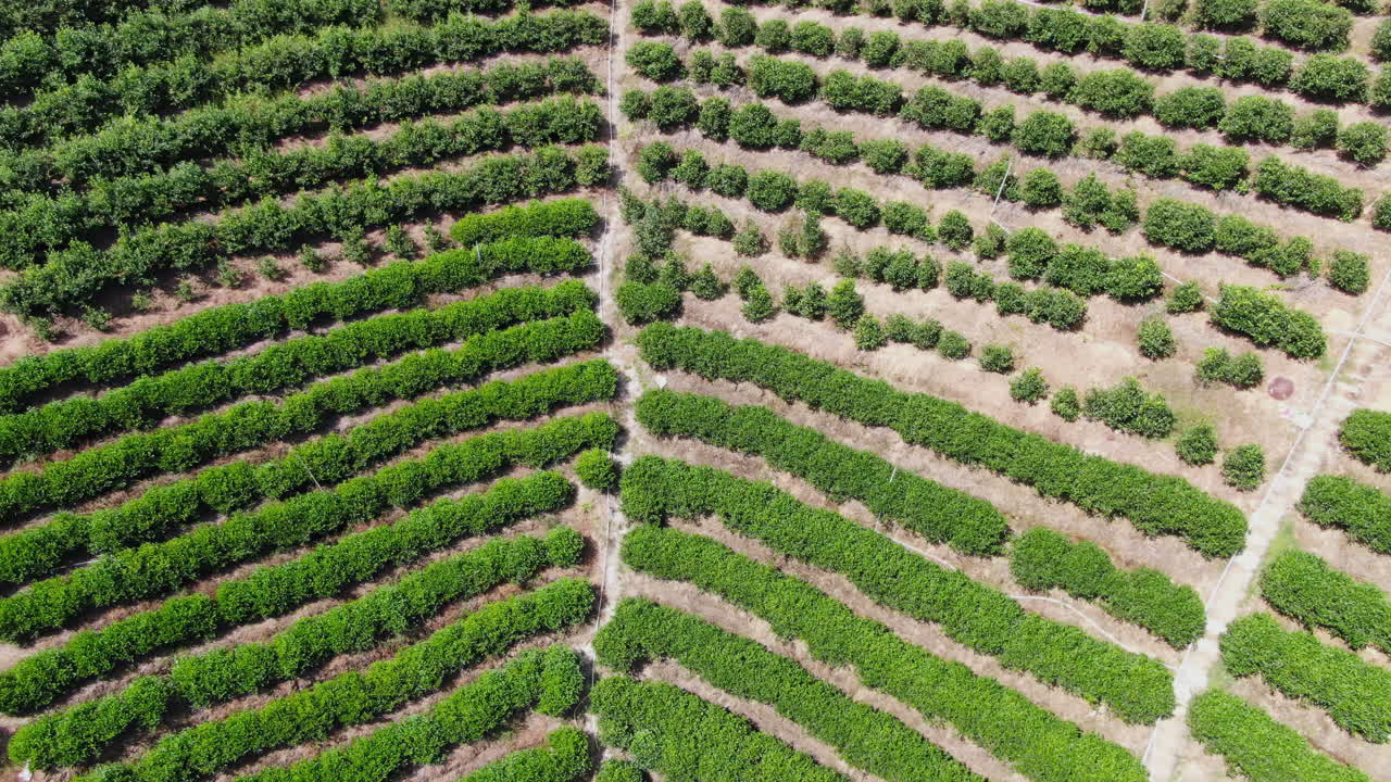 테라스형 호두 과수원 의 공중 에서 볼 수 있는 모습
