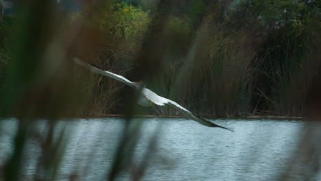 pelican flying over a lake