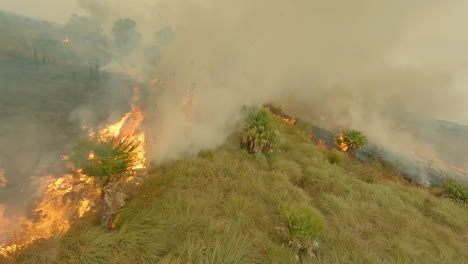 gran incendio de tierras de cultivo, cultivo agrícola, dron fpv volando a través de llamas y nubes de humo, línea de fuego, 4k, suelo fértil