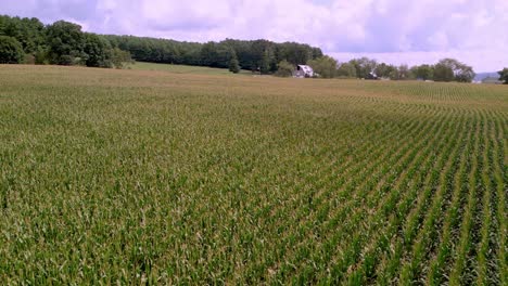 high shot over cornfield near galax and independence virginia