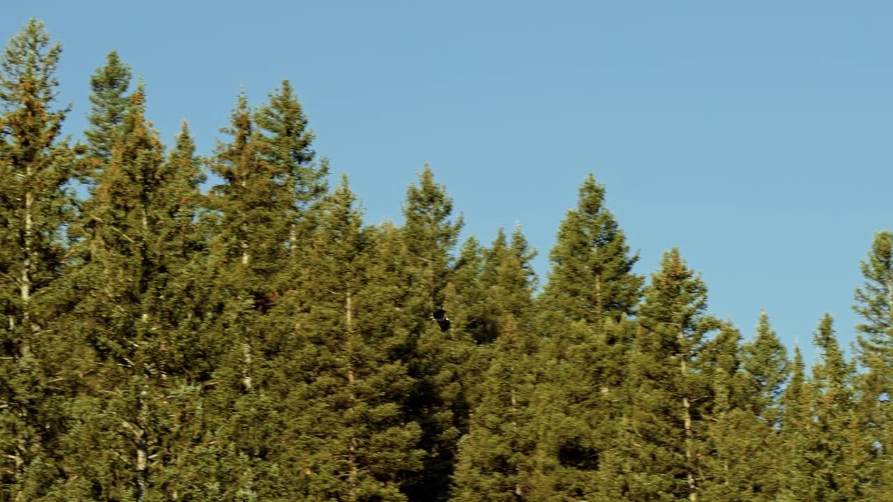 맑고 푸른 하늘을 배경으로 유타의 비버 캐년 숲에서 여름 아침에 음식을 사냥하는 큰 푸른 소나무 주위를 날아다니는 고립된 큰 야생 매의 120fps 슬로우 모션 샷