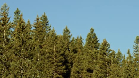 120-FPS-slow-motion-shot-of-an-isolated-large-wild-hawk-flying-away-around-large-green-pine-trees-hunting-for-food-on-a-summer-morning-in-the-forest-up-Beaver-Canyon-in-Utah-with-a-clear-blue-sky