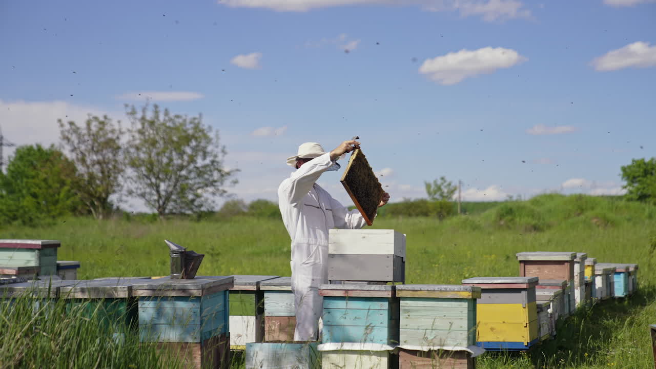 Apiarist examining bees on a farm. Frame is full of bees in beekeeper's hands in sunny day. Bee master in white suit and protective hat near wooden beehives in nature.