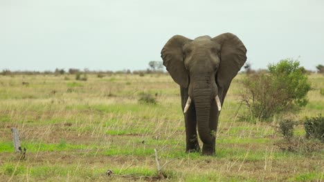 wide shot of an elephant bull walking towards the camera over the green plains in kruger national park