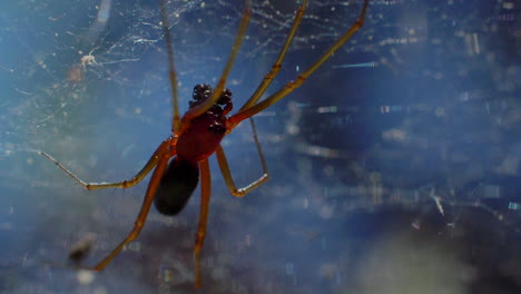 Black-and-red-smooth-silky-spider-with-long-legs-in-a-cobweb,-extreme-close-up