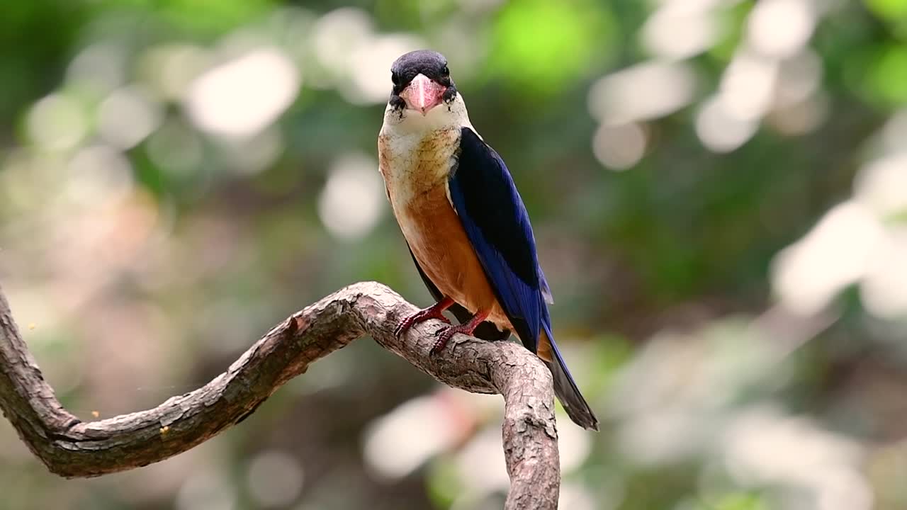 el martín pescador de gorra negra tiene un pico rojo como un caramelo y una gorra negra que se encuentra en tailandia y otros países de asia