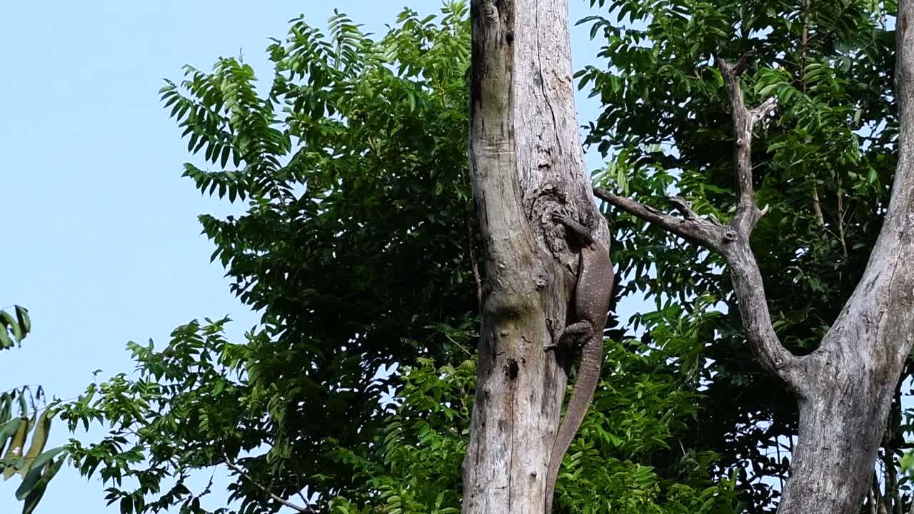흐린 모니터 도마뱀은 태국과 아시아의 다른 국가에서 발견됩니다.