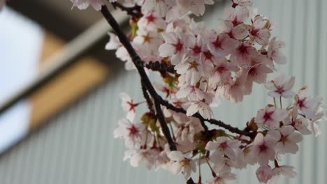 Nahaufnahme-Von-Kirschblüten-Mit-Hummel,-Verschwommener-Hintergrund