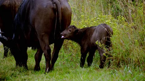 hand-held shot of brown horned cows and its calf eating the grass and itching