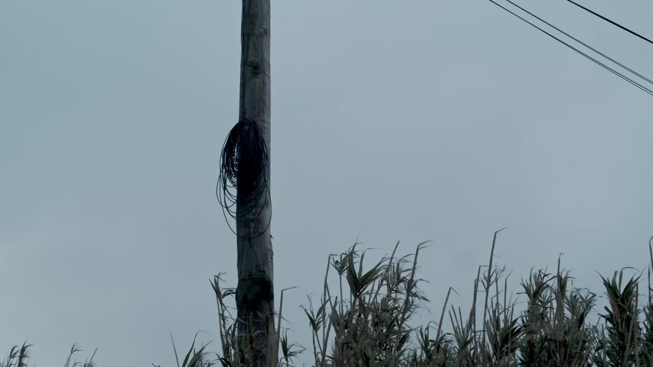 Telephone cable wires dangling from tall utility pole swing in breeze