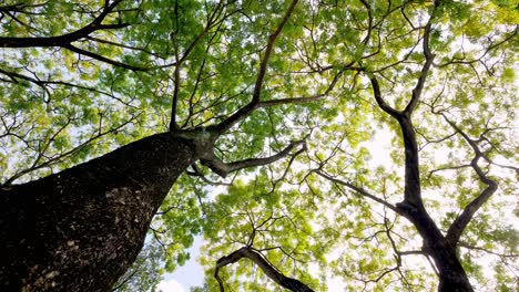 camera positioned high up recording tree branches and foliage with blue sky