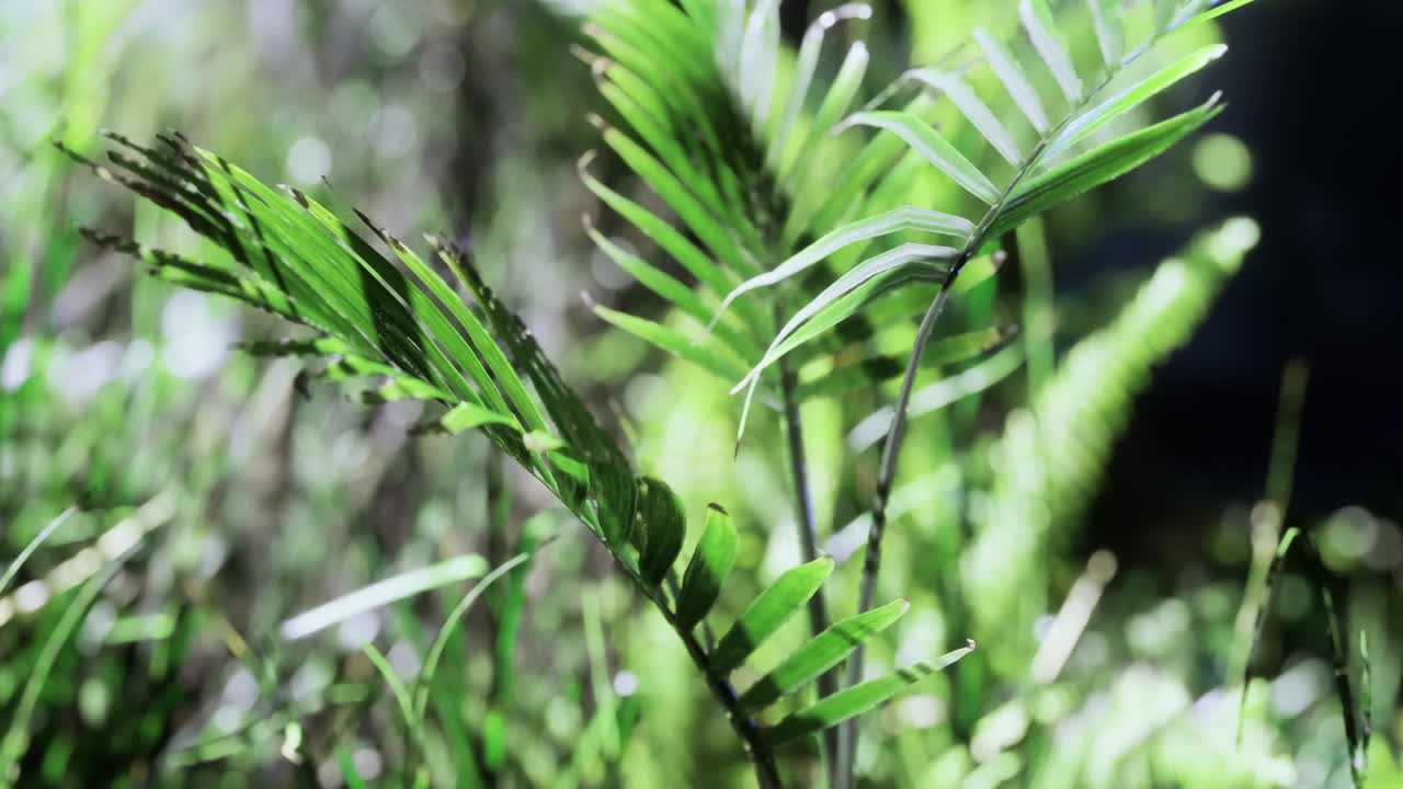 Lush greenery thrives in a vibrant forest habitat during sunny daytime hours