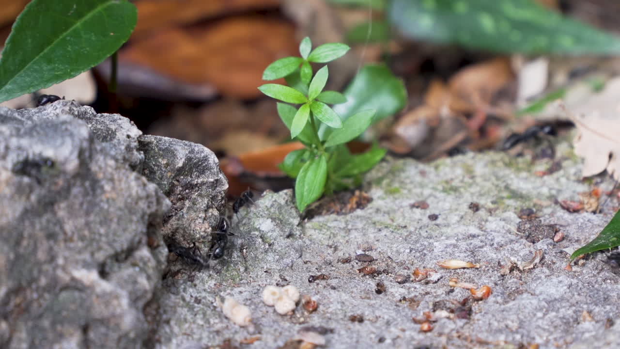 Large ants in rock and plant undergrowth pan left to right