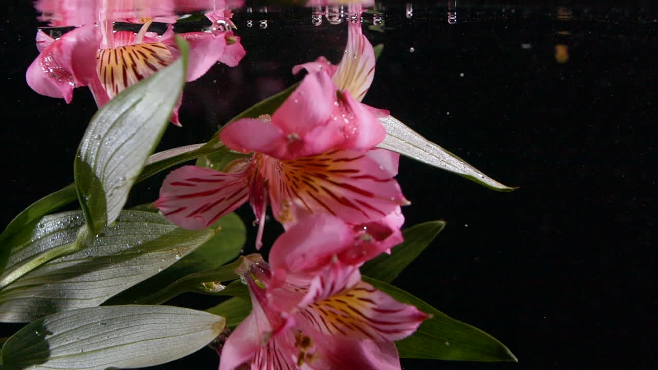 느린 움직임 호랑이 릴리는 거품과 함께 액체에 상승  ⁇  추상적인 배경과 아름다운