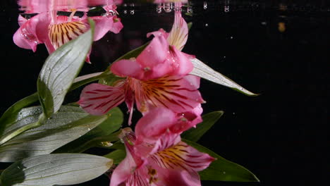 slow motion tiger lily rise in liquid with bubbles pretty abstract background and beautiful