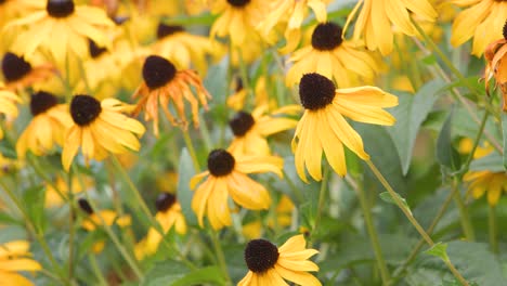 yellow flowers in a bright summer garden