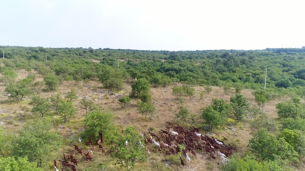 cabras pastando libremente en grupo a lo largo de colinas verdes paisaje vista aérea sobre el campo de krnica en fauna natural croata, viajes y turismo destino europeo