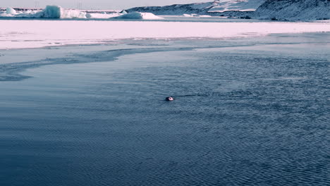 seal ducking underwater as it swims towards camera, jökulsárlón iceland