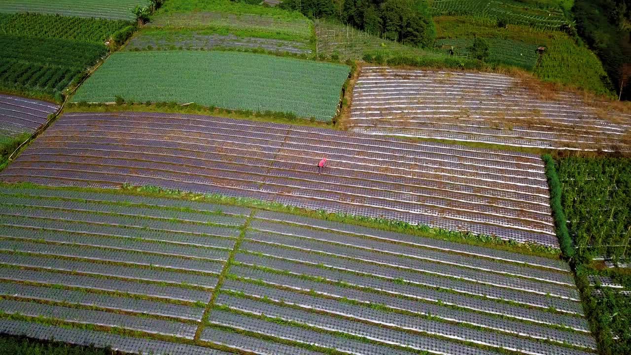 농부가 괭이질을 하고 있는 아름다운 무늬가 있는 계단식 채소 농장의 궤도 드론 샷 - 열대 채소 농장