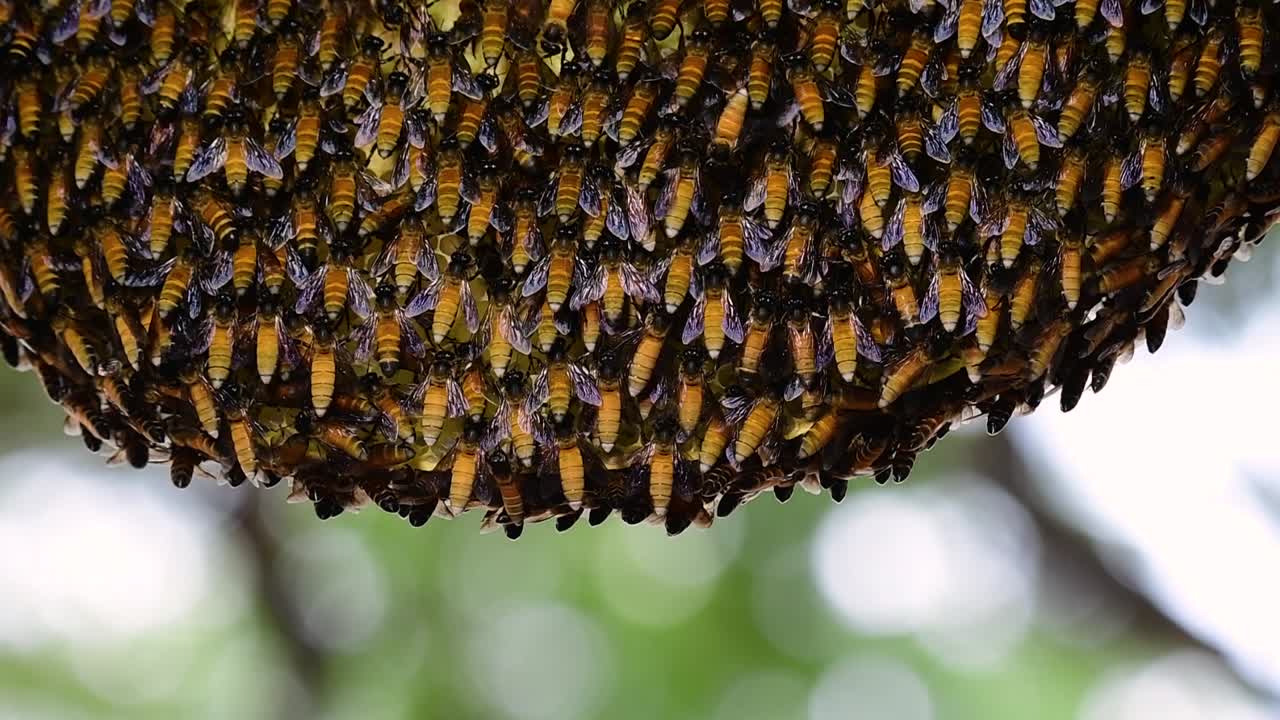 se sabe que las abejas melíferas gigantes construyen grandes colonias de nidos con bolsillos simétricos hechos de cera para almacenar miel como fuente de alimento.
