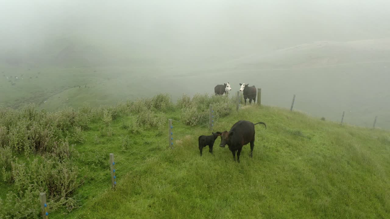 Mucca madre Aberdeen Angus con vitello e due Hereford neri su una collina nella nebbia