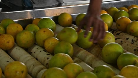 Carefully picking by farmer hand and selecting the best oranges from the conveyor belt