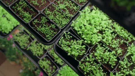 seedlings in growing trays