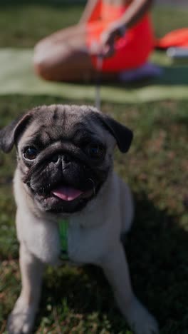 un cachorro de pug en un parque con una mujer haciendo yoga