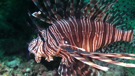 red lionfish hovers over coral reef during night