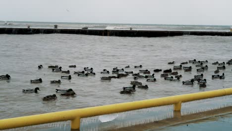 Enten,-Die-Im-Hafen-Surfen