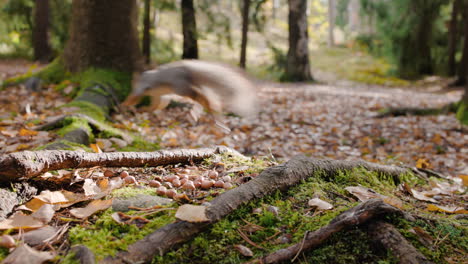 Nahaufnahme-Von-Eichhörnchen,-Die-Im-Herbstwald-Fressen-Und-Laufen