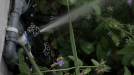 Ansicht-Von-Oben-Nach-Unten-Auf-Den-Sprinklerrotorkopf,-Der-Blumenbeete-Wässert