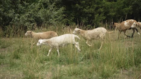 Kleine-Schaf--Und-Ziegenherde