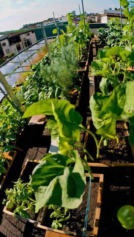 rooftop garden with solar panels