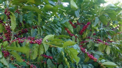 coffee trees in the middle of a plantation in el salvador during a sunny day