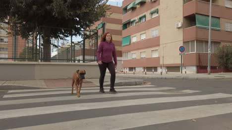woman and her boxer dog crossing the street