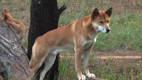 two wild dingo dogs walk in the bush of australia 1