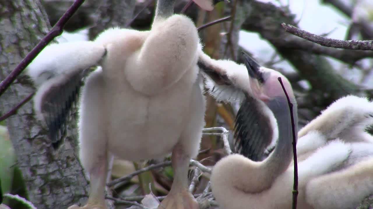 pájaros del bosque de manglares pin the everglades 11