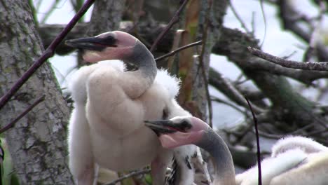 Vögel-Des-Mangrovenwaldes-Stecken-Die-Everglades-11