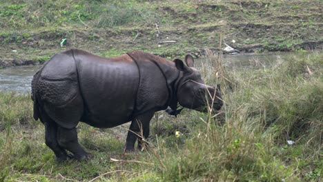 un rinoceronte de un cuerno parado en la orilla de un río en la hierba alta