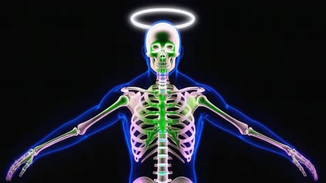 Anatomical Skeleton with Halo