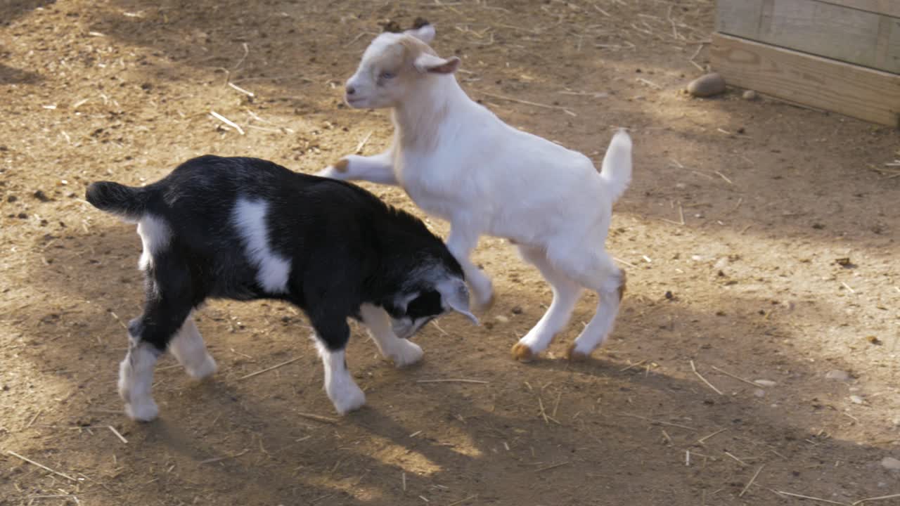 Baby goats playing and fighting in slow motion