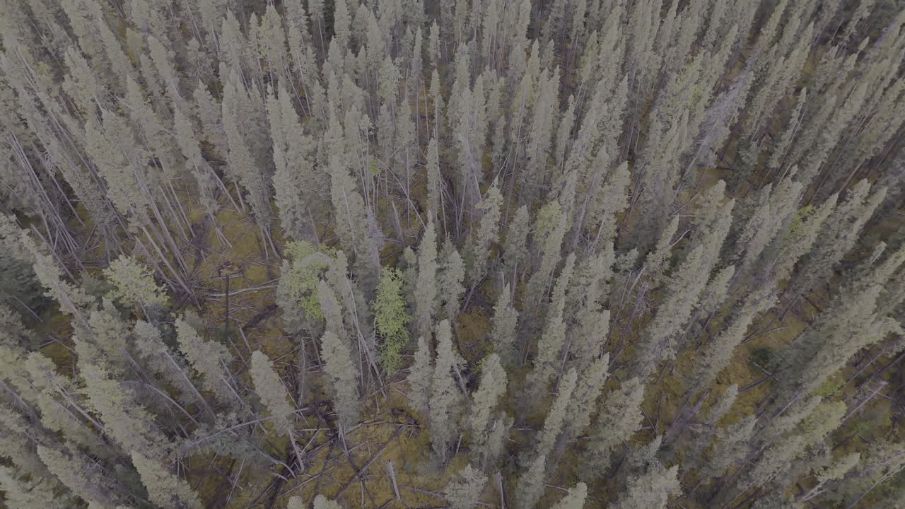 Aerial view of vast evergreen forest canopy in Northern BC
